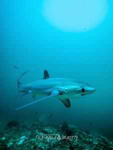 Full frame Thresher Shark male on E-M1 at 8mm on Panasoni... by Jan Morton 